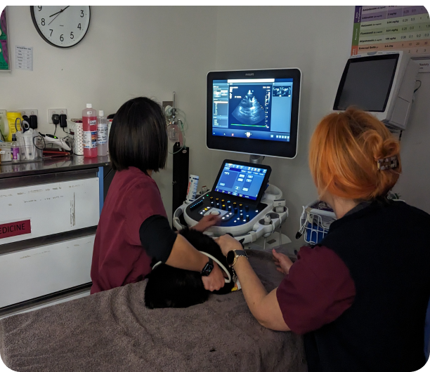 Emergency Vet Essendon Fields Specialty Services Animal Referral